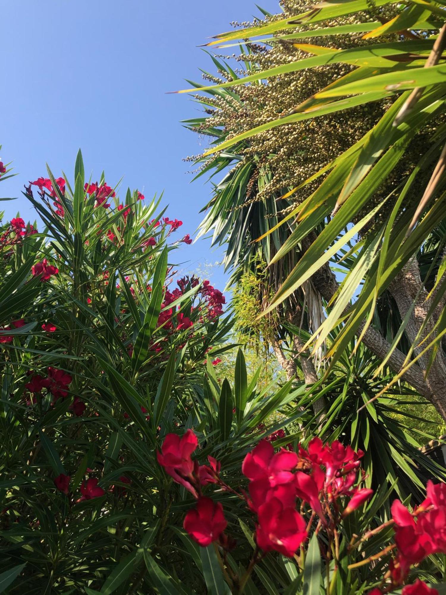 مبيت وإفطار Les Portes-en-Re Le Jardin Des Portes المظهر الخارجي الصورة